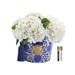 Cote Noire Oriental Hydrangeas